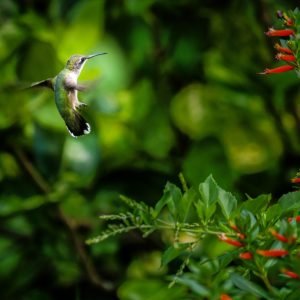 Southern Splendors: Culture & Wildlife Adventure